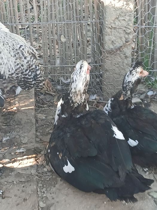 Vând rățoi mut 150 de lei negociabil.