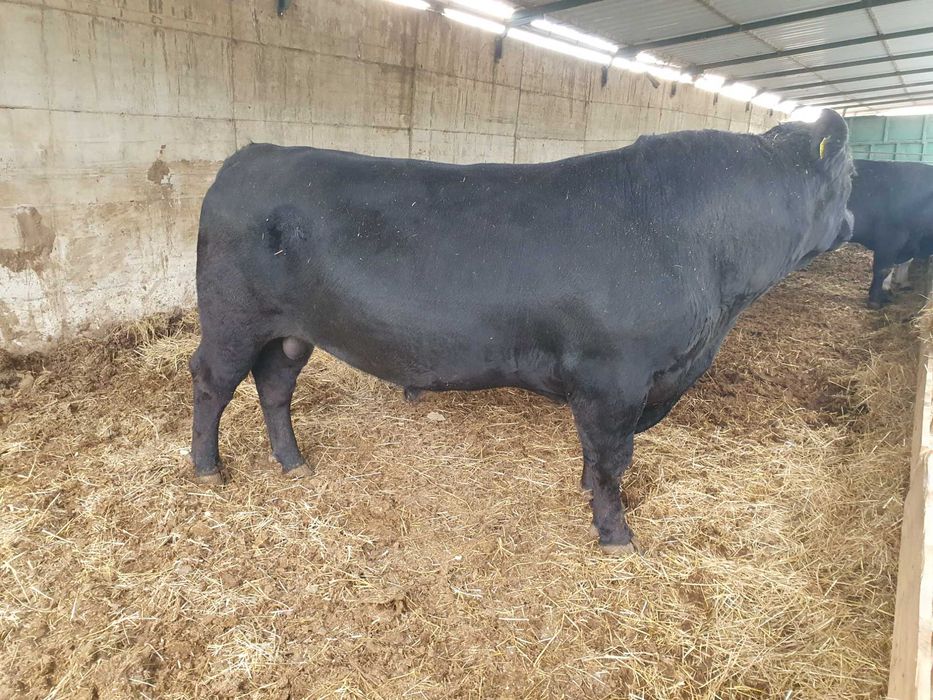 Vand taur Angus negru, 4 ani