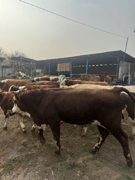 Потсосные бычки.