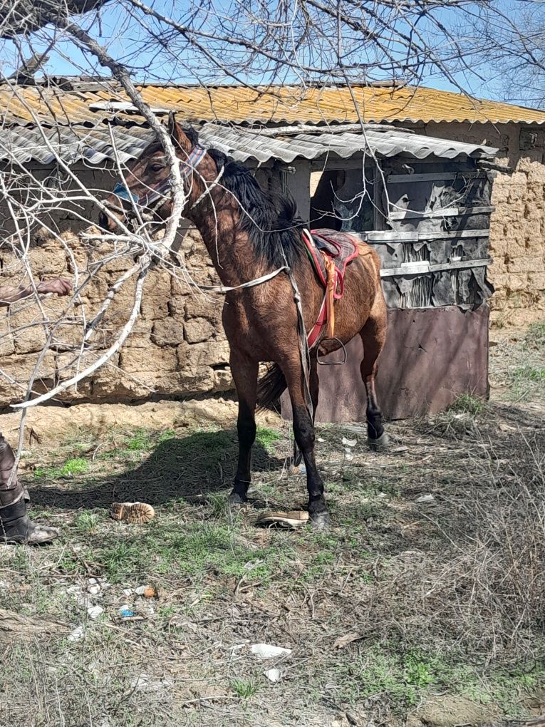 2 жастан аскан кунан сатылыды кушым шатыс ири