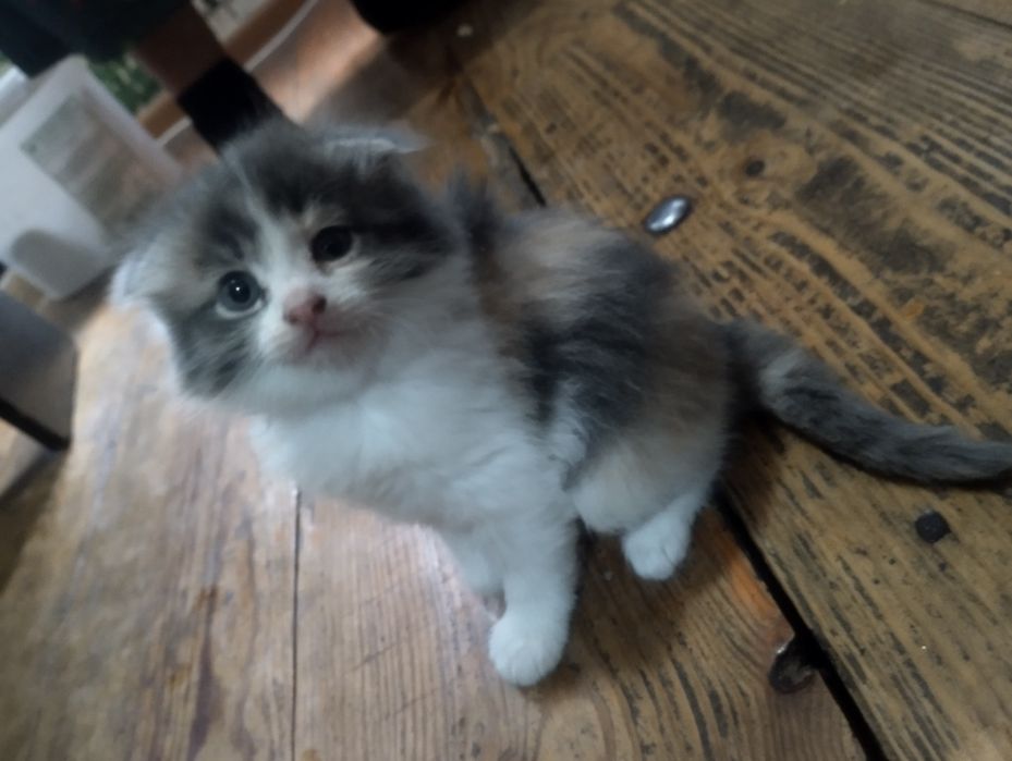 Отдам котят в добрые руки