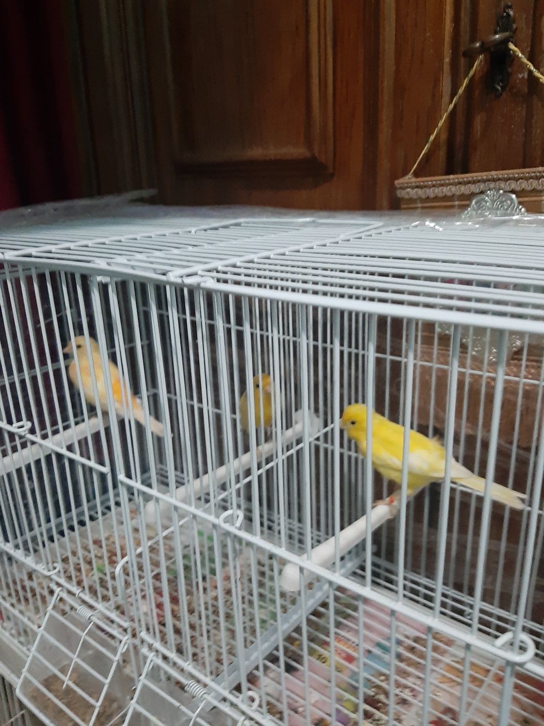 Canari și canarițe