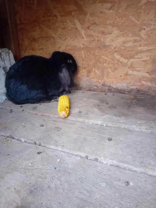 Mascul berbec german