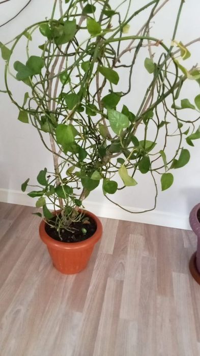 Комнатные растений