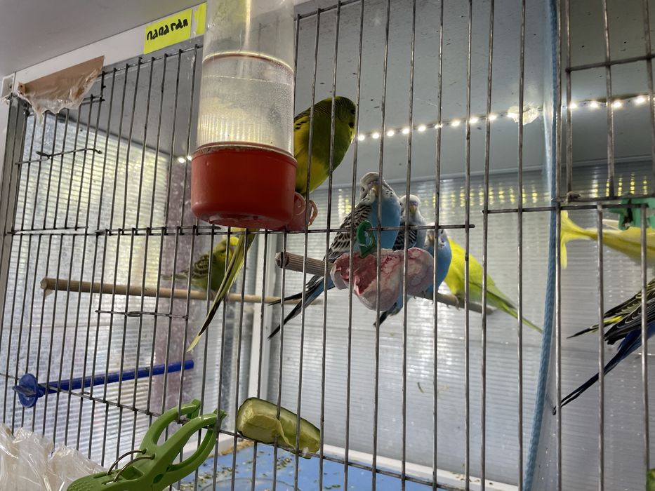 Вълнисти папагали