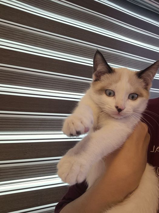 2 yarim oylik ragdol mushukcha sotiladi