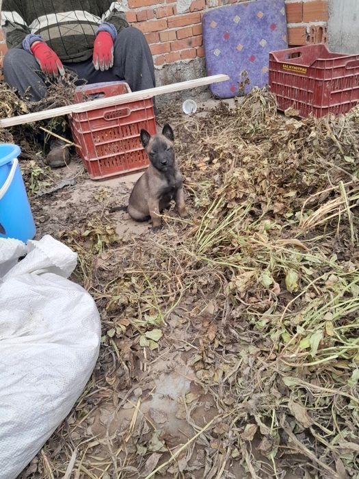 Белгийска овчарка