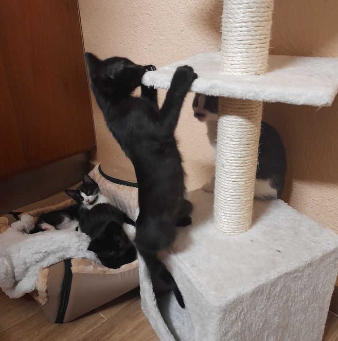 Котенца от турска ангора 2,5 месеца