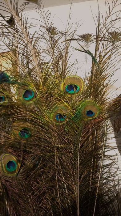 Pene de păun de vanzare