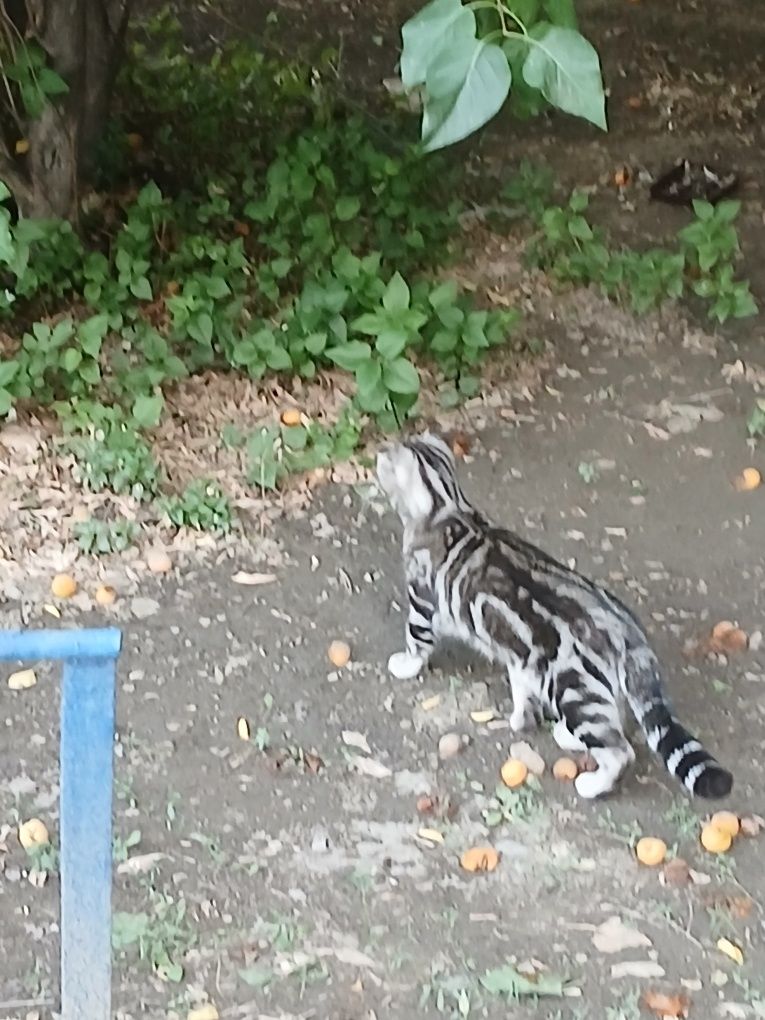 Котенок в добрые руки