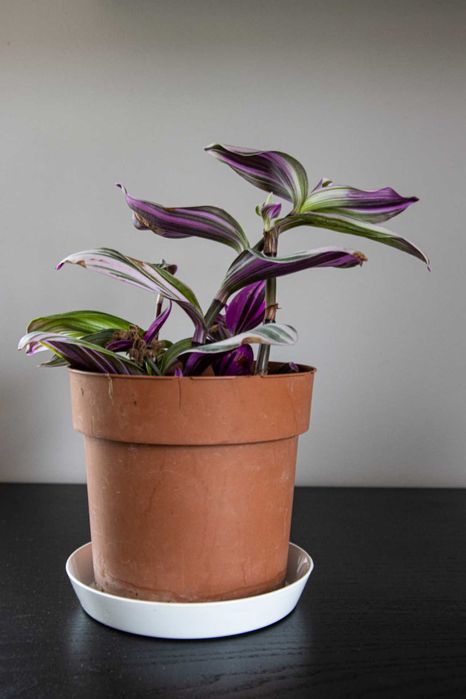 Tradescantia Nanouk – цъфтяща прелест с 4+ растения в саксия