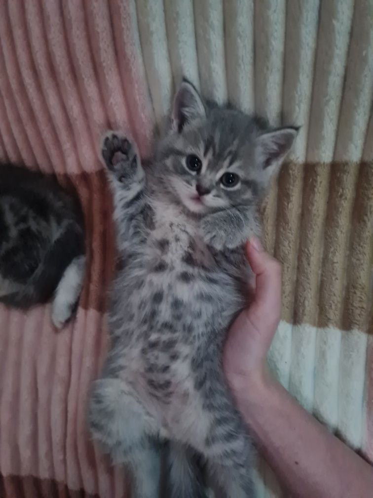 Котята шотландские
