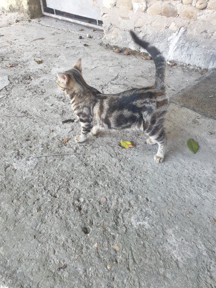 Подарявам женско коте