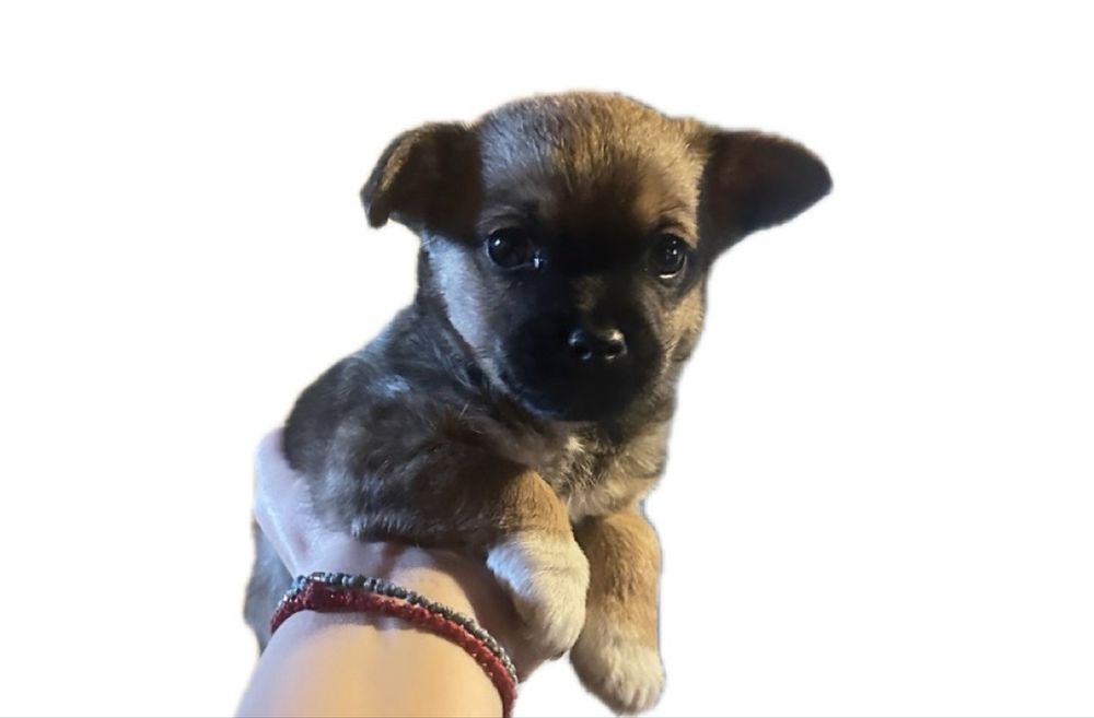 Чихопинчер бебета