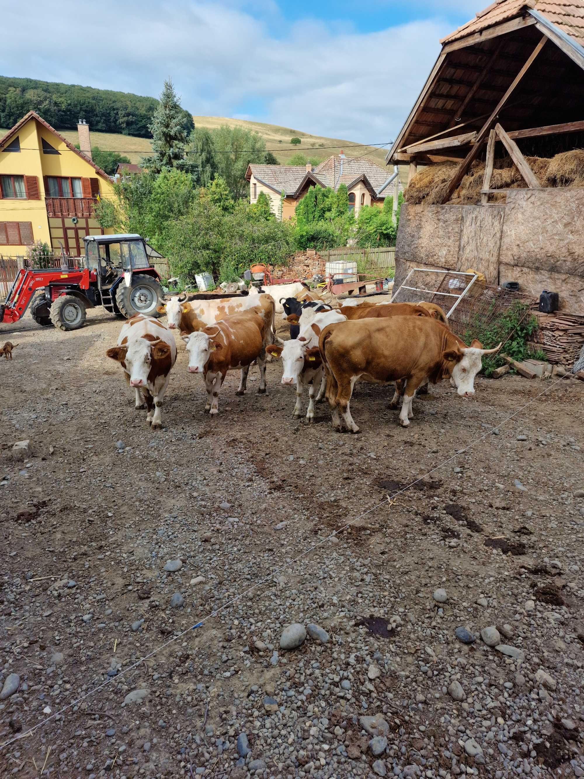 Vaci si juninci  - vitei baltata romaneasca