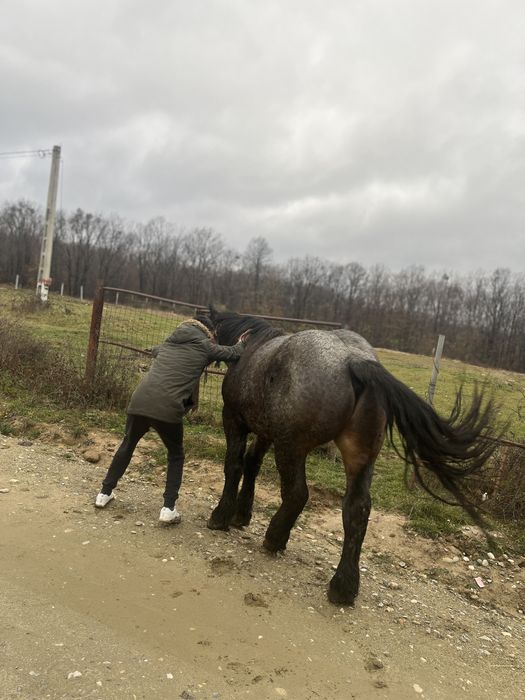 Vînd mînz de 2 ani