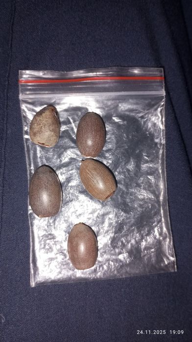 Семена цветы Лотоса