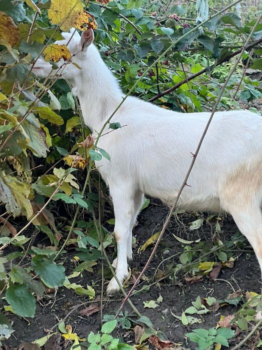 Capre sannen de vânzare. Cele mature au și pedigree