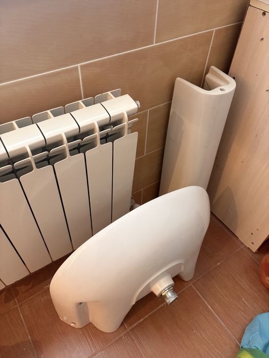 Раковина тюльпан