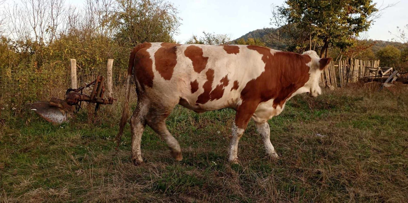 Vând junincă de 2 ani