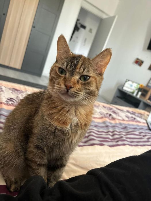 Dory, pisica blanda si iubitoare isi cauta noua familke