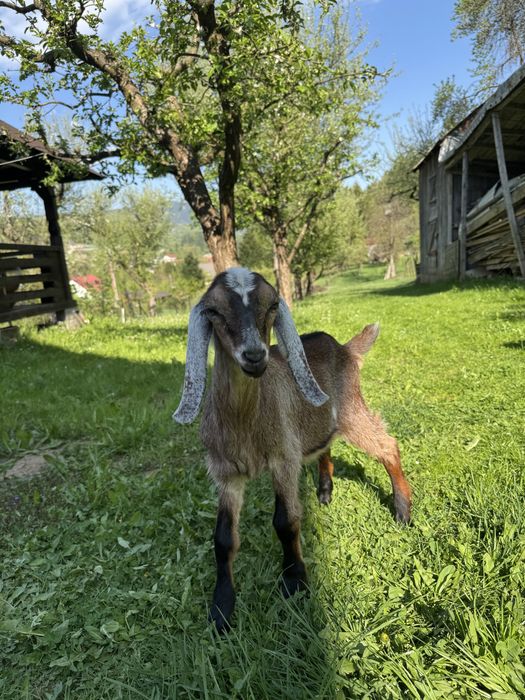 Țapi anglonubiebi, cauți genetic 1,5 luni.