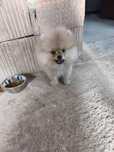 Spitz pomeranian mini toy