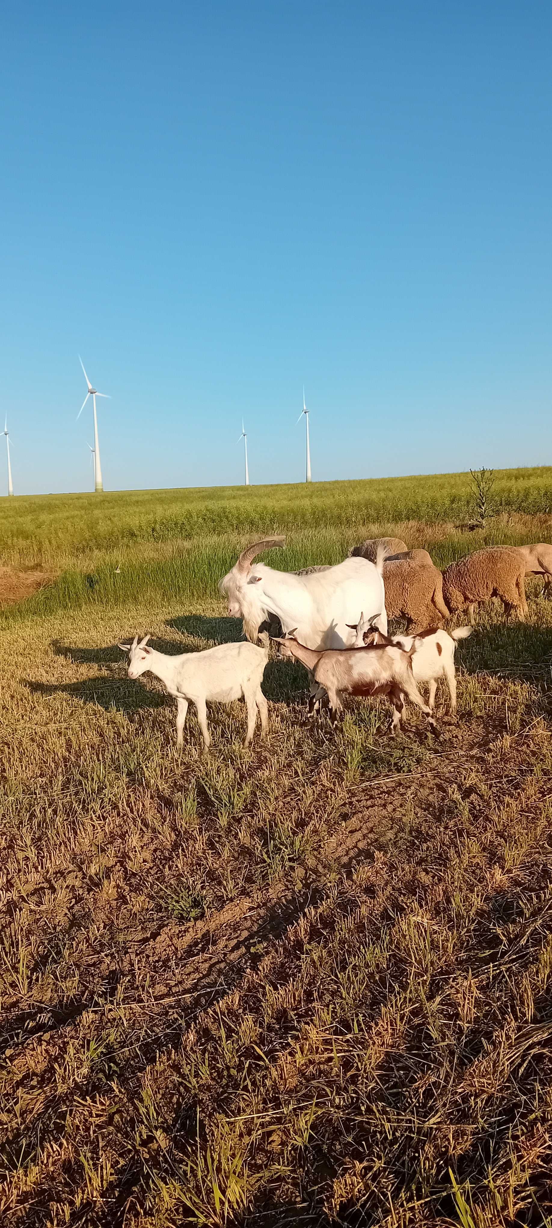 Țap saen de vanzare. Varsta 1 an si jumătate