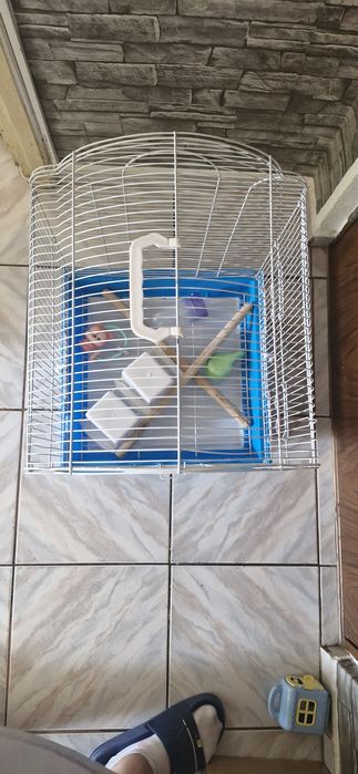 Colivie papagal  buna