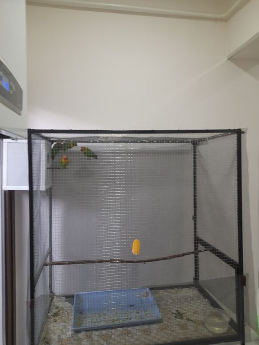 Продаётся попугай +клетка