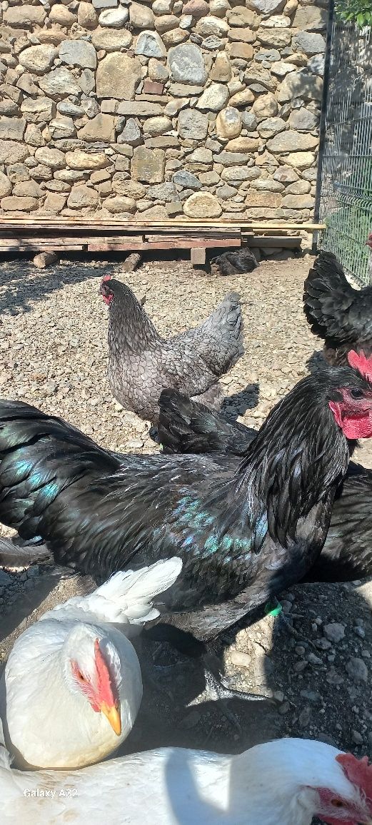 Vând  cocos australorp