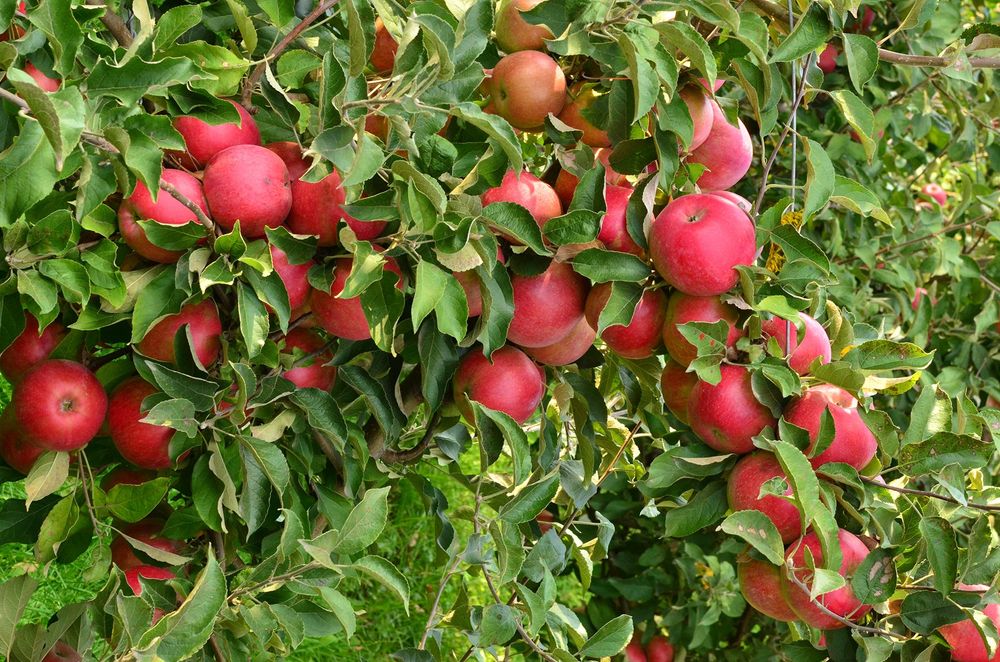 Pomi Fructiferi Dwarf (Mar )