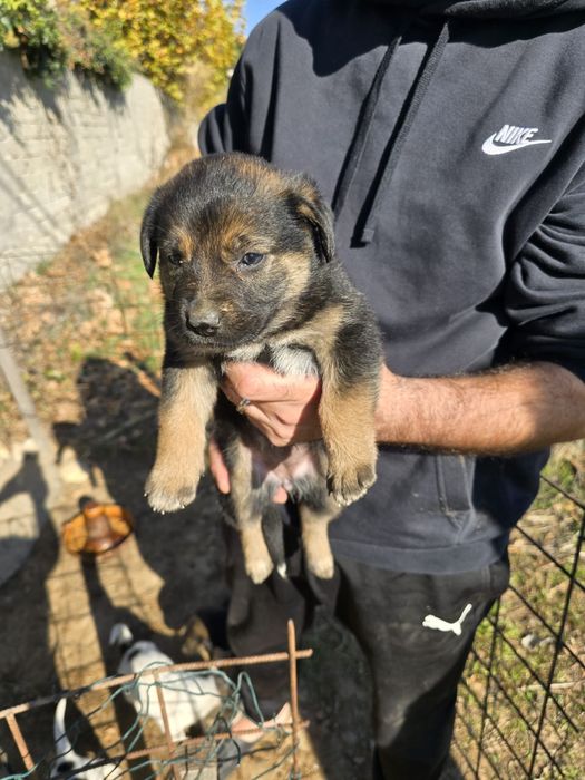 Catei spre adoptie Craiova