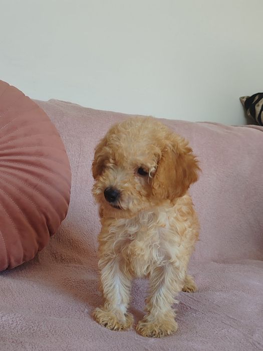 Той пудел, мини пудел