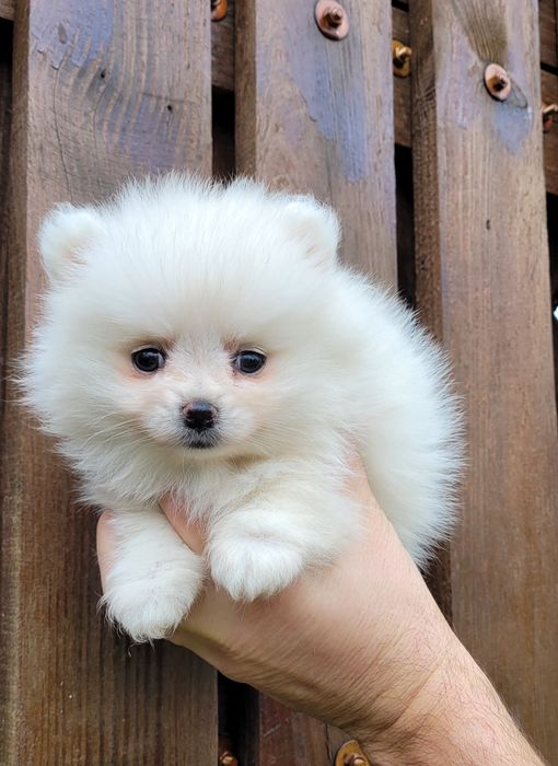 Померан-мини шпиц !!!