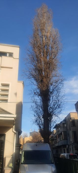 Taiere copaci toaletare frezare cioate