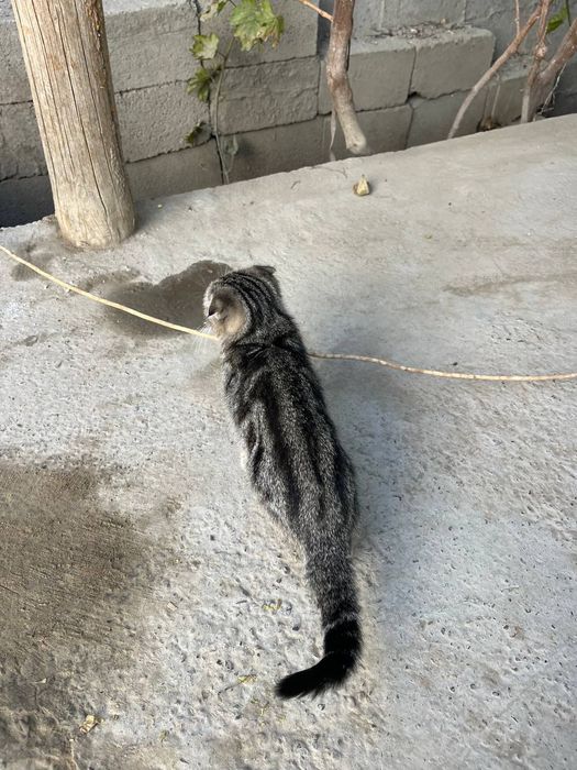 Вислаузхая кошка