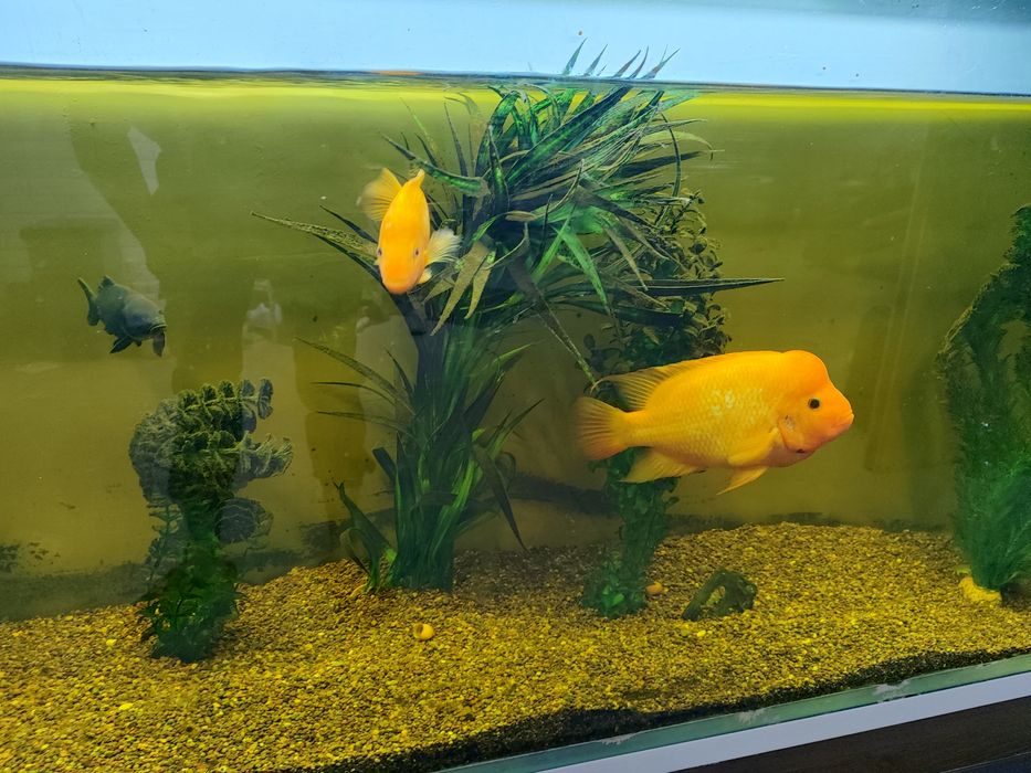 Продам аквариумную крупную рыбу самец и самка