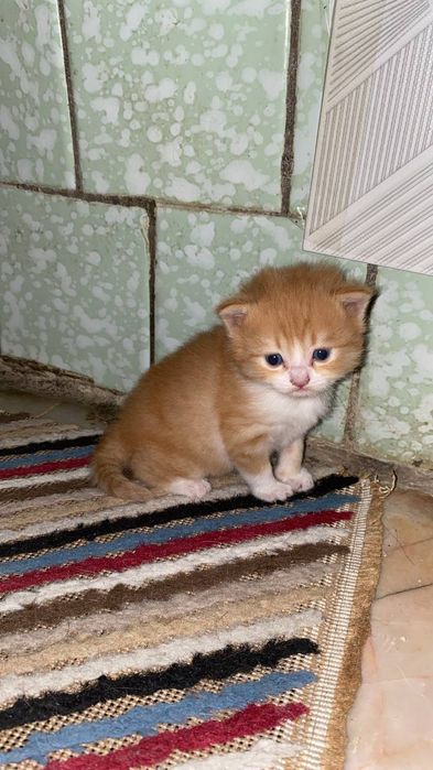 Отдам даром котят