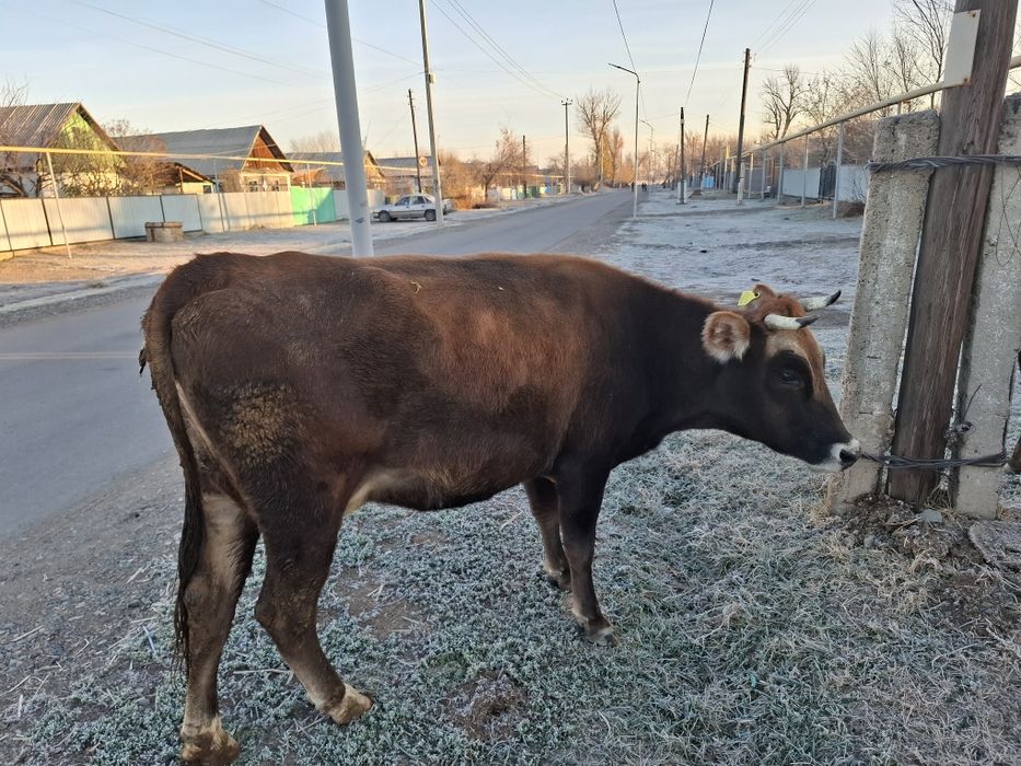 Продам корову стельную