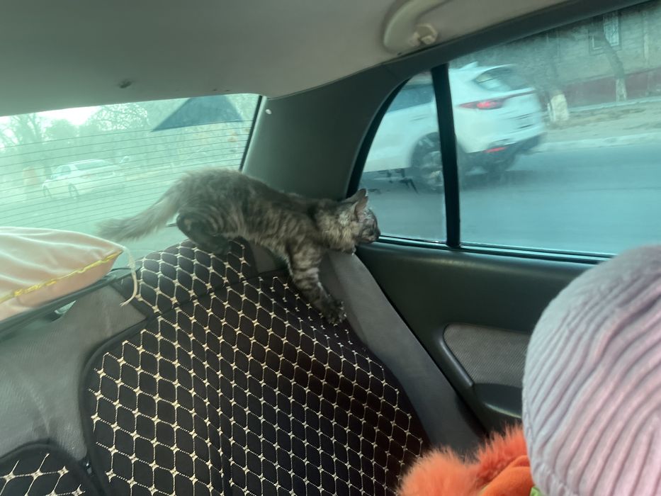 Котенок бесплатно