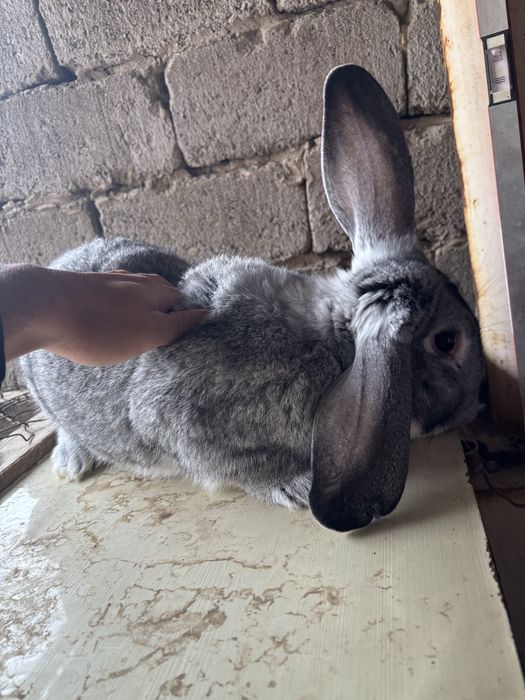 Кролик самец