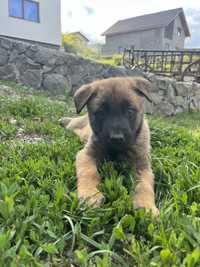 Ciobanesc Belgian Malinois