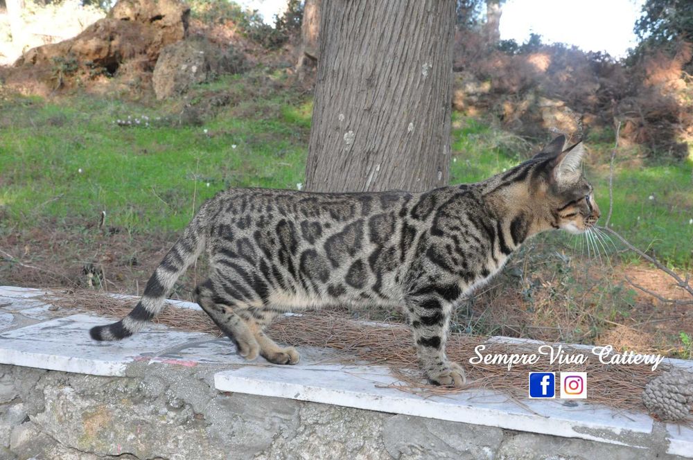 Бенгалско коте женско