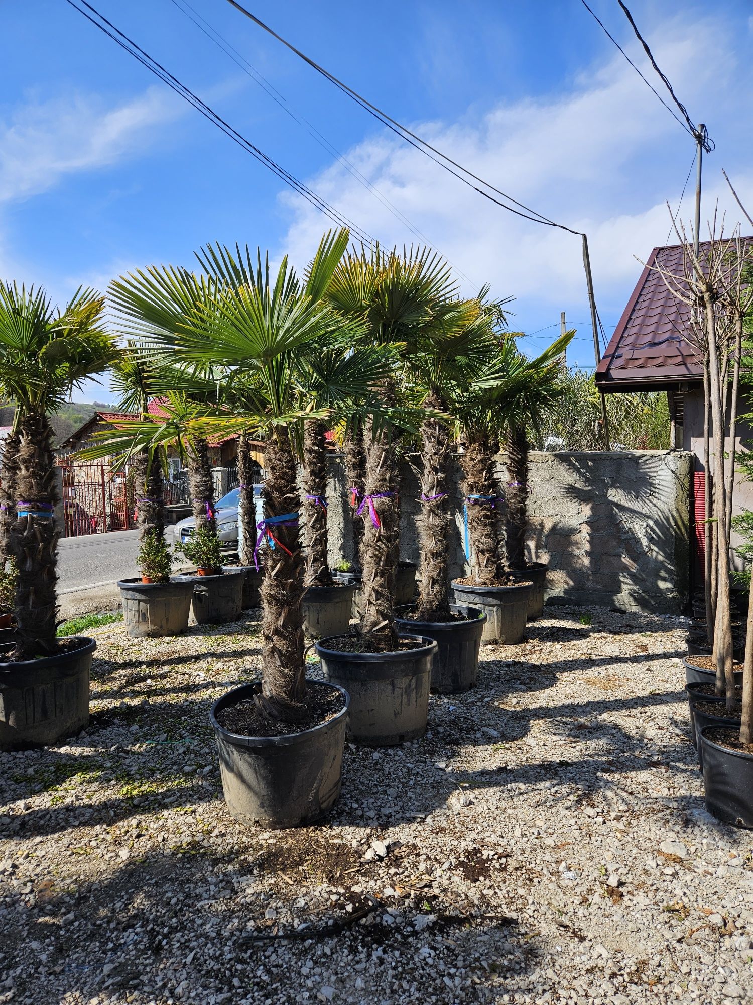Palmierii trachicarpus Fortunei