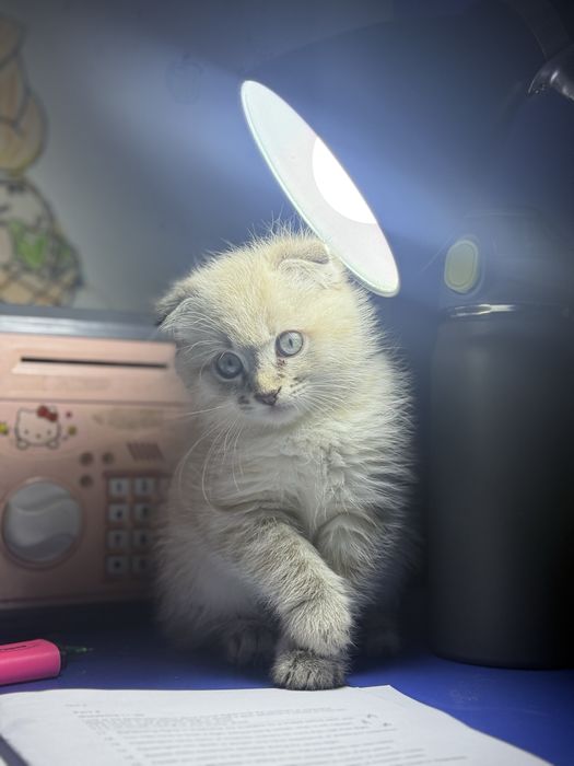 СКОТИШ ФОЛД! 2,5 месяцев