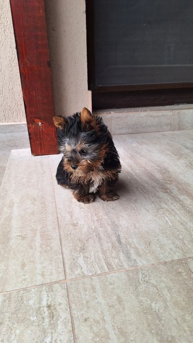 Yorkshire Terrier Toy de rasa pura cu vaccin și deparazitata și carnet