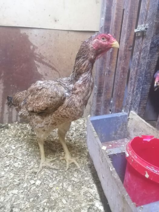 Дакан ка  кореянка