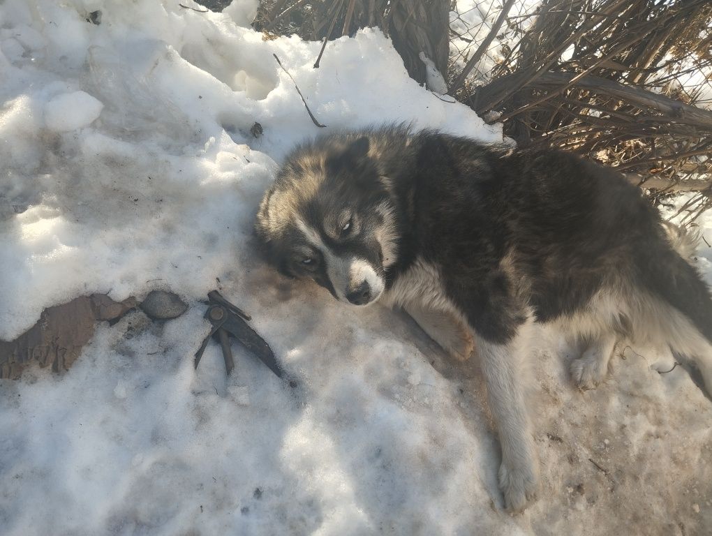 Продам сабачку ласковую