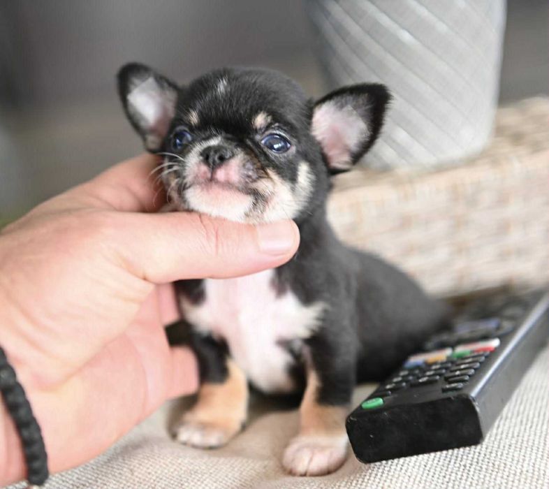 Мъжко миниатюрно чихуахуа черен тен